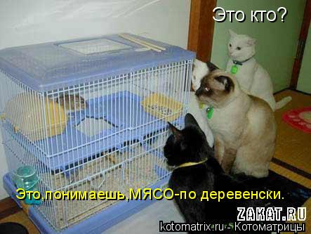 Котоматрица: Это кто? Это,понимаешь,МЯСО-по деревенски.