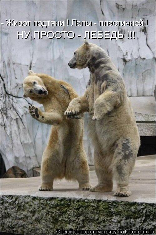- Живот подтяни ! Лапы - пластичней ! НУ ПРОСТО - ЛЕБЕДЬ !!!... Котоматрица: - Живот подтяни ! Лапы - пластичней ! НУ ПРОСТО - ЛЕБЕДЬ !!!