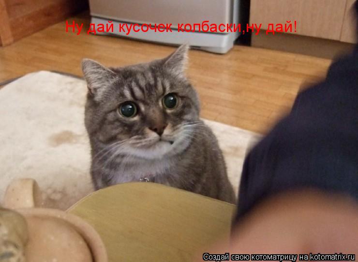 Ну дай кусочек колбаски,ну дай!... Котоматрица: Ну дай кусочек колбаски,ну дай!