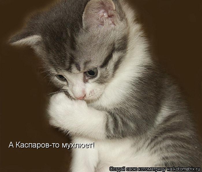А Каспаров-то мухлюет!... Котоматрица: А Каспаров-то мухлюет!