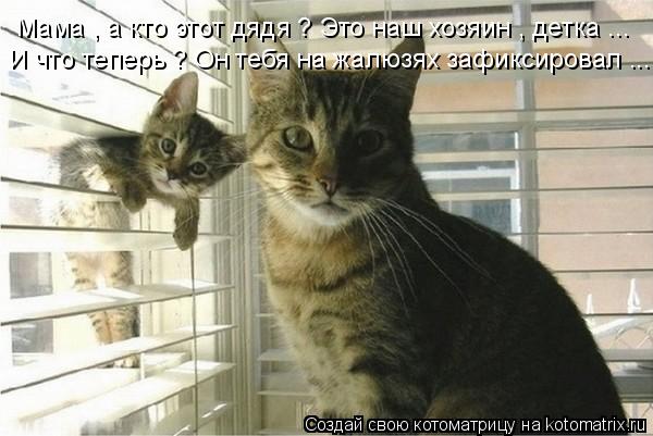 Мама , а кто этот дядя ? Это наш хозяин , детка ... И что теперь ? Он тебя на жалюзях зафиксировал ..... Котоматрица: Мама , а кто этот дядя ? Это наш хозяин , детка ... И что теперь ? Он тебя на жалюзях зафиксировал ...