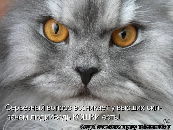 Серьезный вопрос возникает у высших сил- зачем люди?Ведь КОШКИ есть!... Котоматрица: Серьезный вопрос возникает у высших сил- зачем люди?Ведь КОШКИ есть!