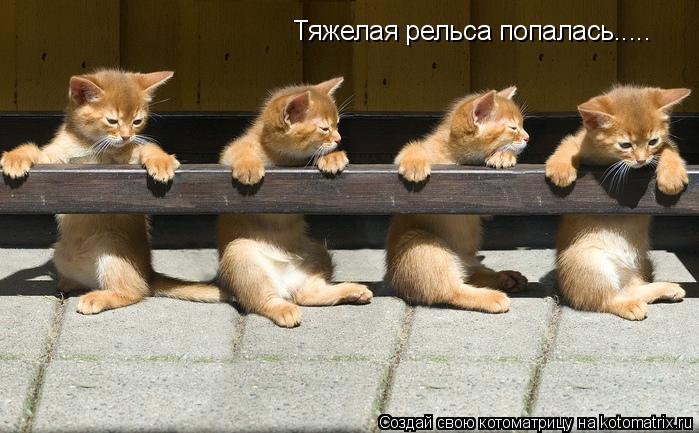 Котоматрица: Тяжелая рельса попалась.....