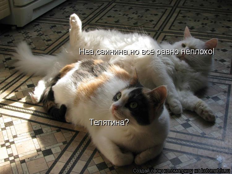 Котоматрица: Телятина? Неа,свинина,но всё равно неплохо!