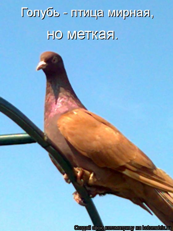 Котоматрица: Голубь - птица мирная, но меткая.