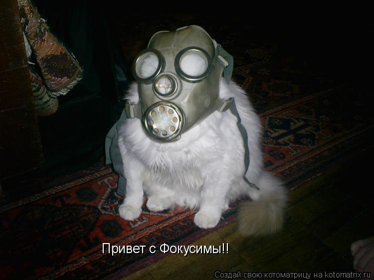 Котоматрица: Привет с Фокусимы!!