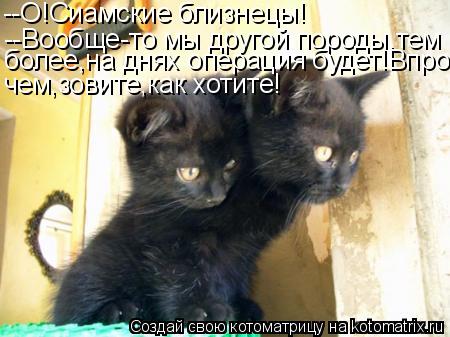 Котоматрица: --О!Сиамские близнецы! --Вообще-то мы другой породы,тем более,на днях операция будет!Впро- чем,зовите,как хотите!