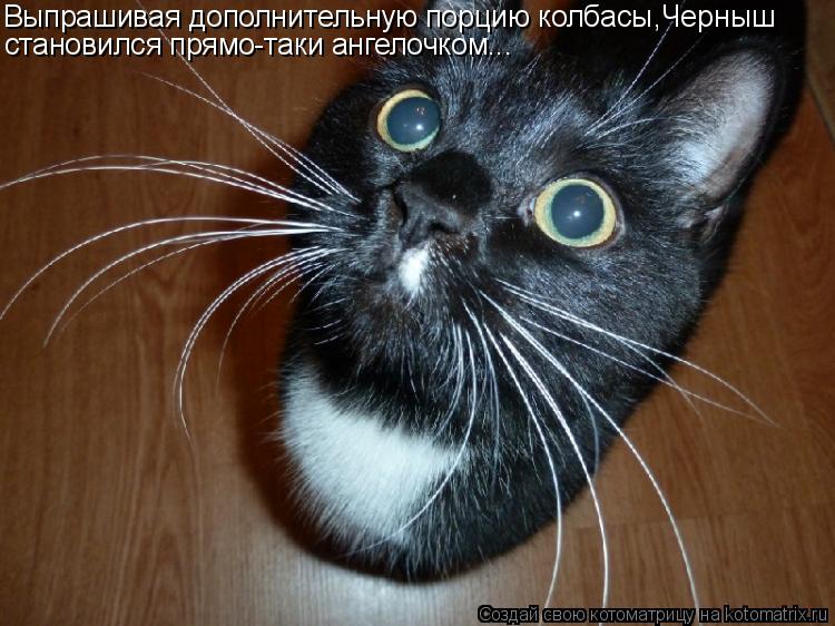 Выпрашивая дополнительную порцию колбасы,Черныш становился прямо-таки ангелочком...... Котоматрица: Выпрашивая дополнительную порцию колбасы,Черныш становился прямо-таки ангелочком...