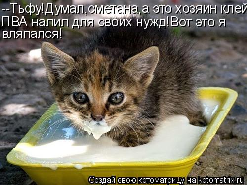--Тьфу!Думал,сметана,а это хозяин клей ПВА налил для своих нужд!Вот это я вляпался!... Котоматрица: --Тьфу!Думал,сметана,а это хозяин клей ПВА налил для своих нужд!Вот это я вляпался!