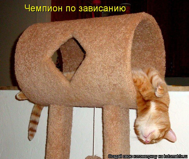 Чемпион по зависанию... Котоматрица: Чемпион по зависанию