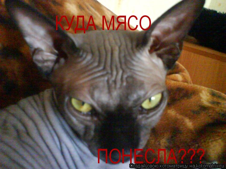 КУДА МЯСО ПОНЕСЛА???... Котоматрица: КУДА МЯСО ПОНЕСЛА???