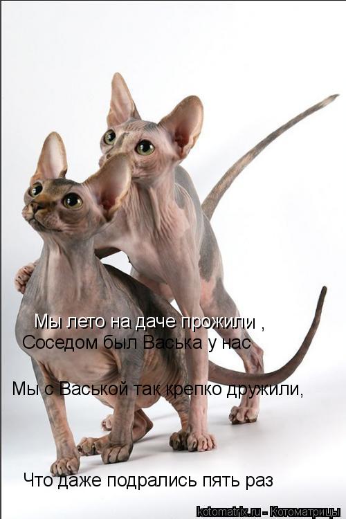 Мы лето на даче прожили , Соседом был Васька у нас Мы с Васькой так крепко дружили, Что даже подралис... Котоматрица: Мы лето на даче прожили , Соседом был Васька у нас Мы с Васькой так крепко дружили, Что даже подрались пять раз