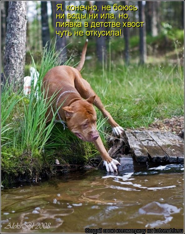 Котоматрица: Я Я, конечно, не боюсь ни воды ни ила, но, пиявка в детстве хвост чуть не откусила!