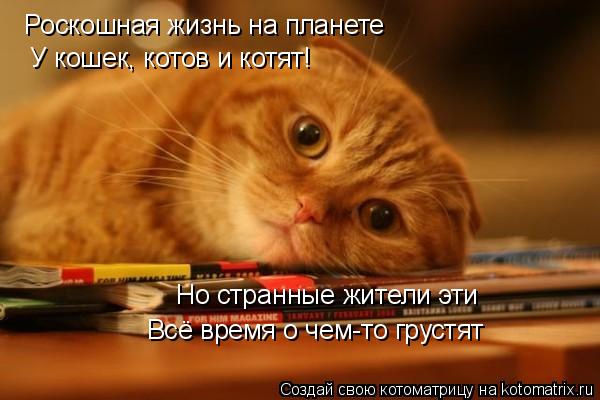 Роскошная жизнь на планете У кошек, котов и котят! Но странные жители эти Всё время о чем-то грустят... Котоматрица: Роскошная жизнь на планете У кошек, котов и котят! Но странные жители эти Всё время о чем-то грустят