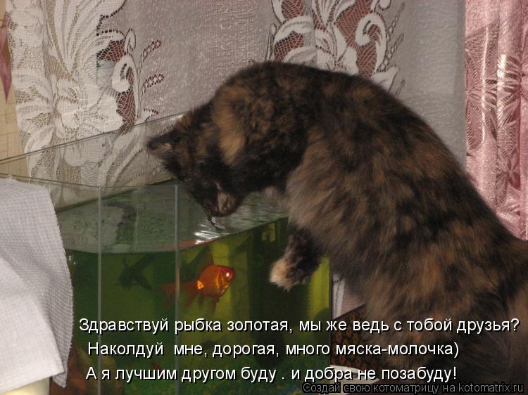 Котоматрица: Здравствуй рыбка золотая, мы же ведь с тобой друзья? «Наколдуй» мне, дорогая, много мяска-молочка) А я лучшим другом буду – и добра не позабу