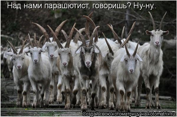 Котоматрица: Над нами парашютист, говоришь? Ну-ну..