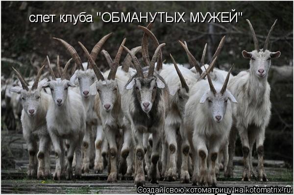 Котоматрица: cлет клуба "ОБМАНУТЫХ МУЖЕЙ"