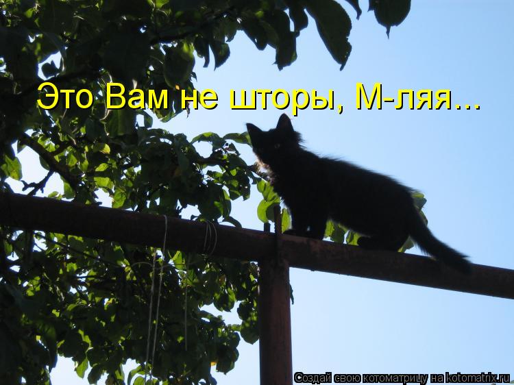 Котоматрица: Это Вам не шторы, М-ляя...