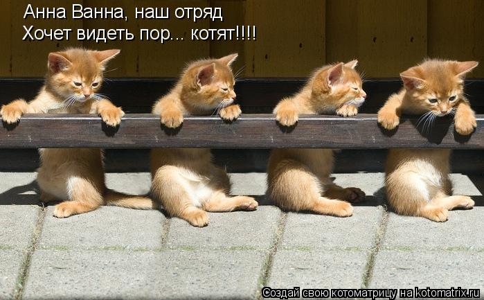Анна Ванна, наш отряд Хочет видеть пор... котят!!!!... Котоматрица: Анна Ванна, наш отряд Хочет видеть пор... котят!!!!
