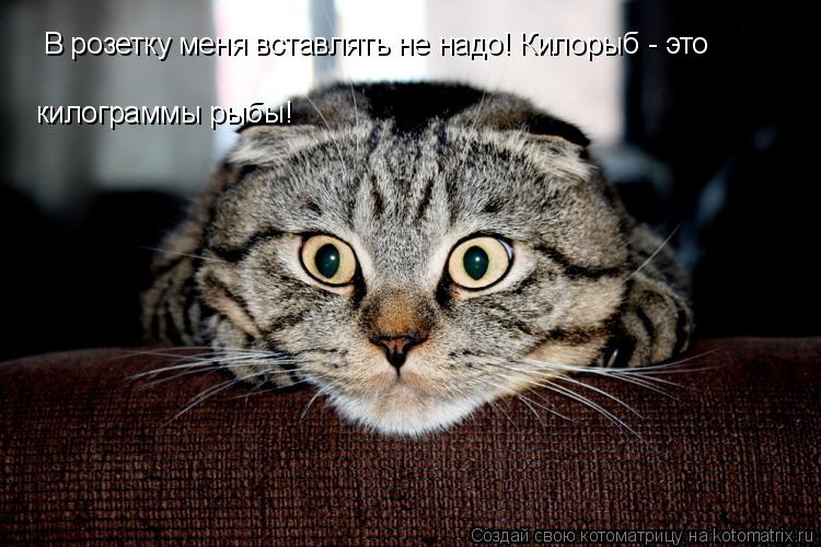 В розетку меня вставлять не надо! Килорыб - это килограммы рыбы!... Котоматрица: В розетку меня вставлять не надо! Килорыб - это килограммы рыбы!