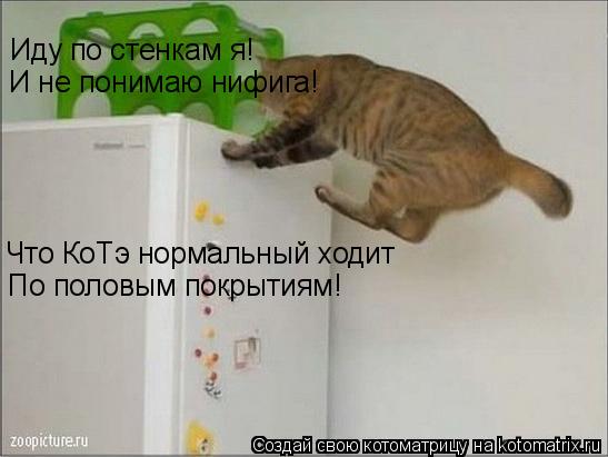 Иду по стенкам я! И не понимаю нифига! Что КоТэ нормальный ходит По половым покрытиям!... Котоматрица: Иду по стенкам я! И не понимаю нифига! Что КоТэ нормальный ходит По половым покрытиям!