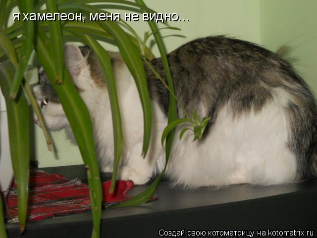 я хамелеон, меня не видно...... Котоматрица: я хамелеон, меня не видно...