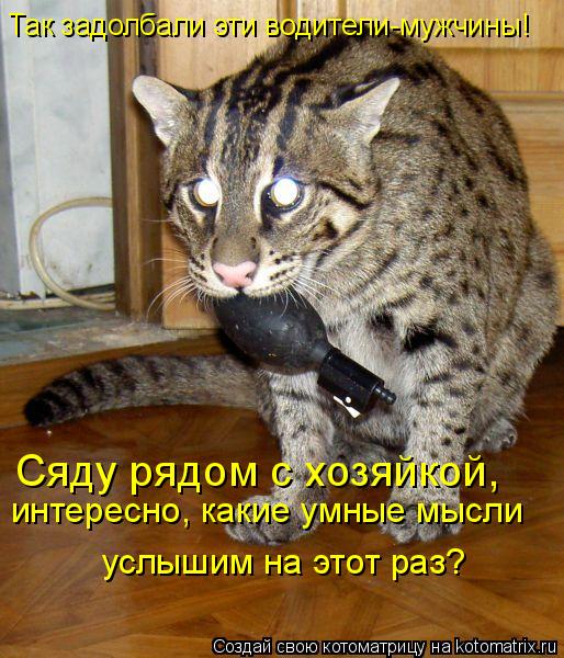 Так задолбали эти водители-мужчины! Сяду рядом с хозяйкой, интересно, какие умные мысли услышим на ... Котоматрица: Так задолбали эти водители-мужчины! Сяду рядом с хозяйкой, интересно, какие умные мысли услышим на этот раз?
