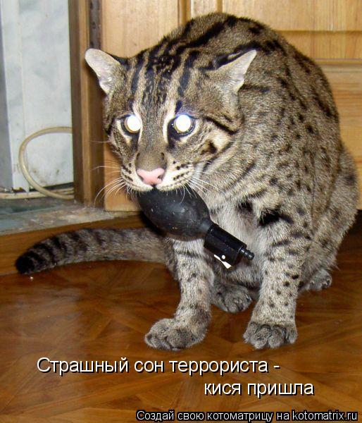 Страшный сон террориста - кися пришла... Котоматрица: Страшный сон террориста - кися пришла