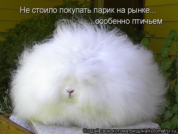 Не стоило покупать парик на рынке... ...особенно птичьем... Котоматрица: Не стоило покупать парик на рынке... ...особенно птичьем