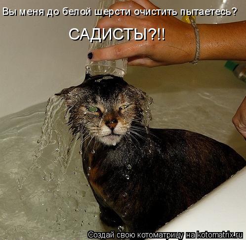 Вы меня до белой шерсти очистить пытаетесь? САДИСТЫ?!!... Котоматрица: Вы меня до белой шерсти очистить пытаетесь? САДИСТЫ?!!