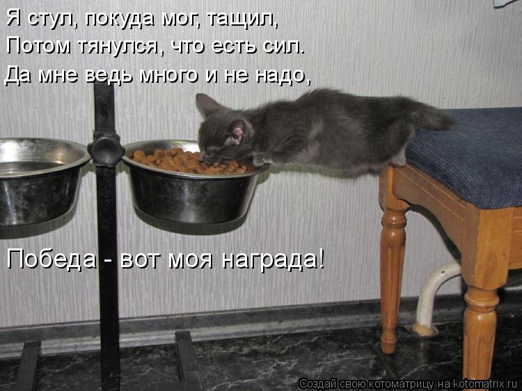 Я стул, покуда мог, тащил, Потом тянулся, что есть сил. Да мне ведь много и не надо, Победа - вот моя... Котоматрица: Я стул, покуда мог, тащил, Потом тянулся, что есть сил. Да мне ведь много и не надо, Победа - вот моя награда!