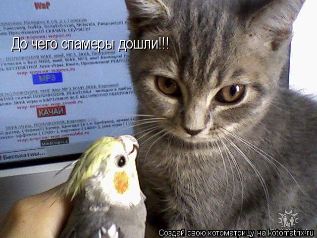 До чего спамеры дошли!!!... Котоматрица: До чего спамеры дошли!!!