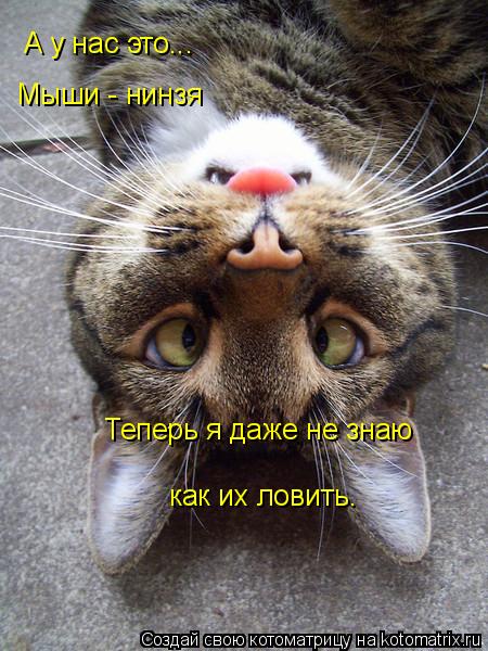 А у нас это... Мыши - нинзя Теперь я даже не знаю как их ловить.... Котоматрица: А у нас это... Мыши - нинзя Теперь я даже не знаю как их ловить.