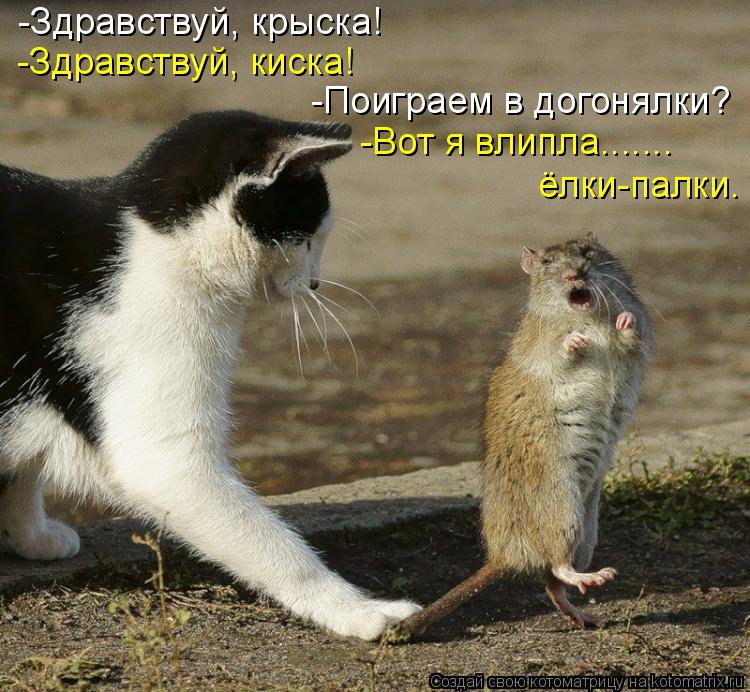 -Здравствуй, крыска! -Здравствуй, киска! -Поиграем в догонялки? -Вот я влипла....... ёлки-палки.... Котоматрица: -Здравствуй, крыска! -Здравствуй, киска! -Поиграем в догонялки? -Вот я влипла....... ёлки-палки.