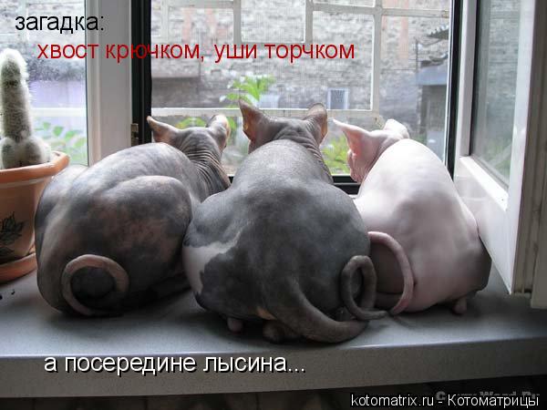загадка: хвост крючком, уши торчком а посередине лысина...... Котоматрица: загадка: хвост крючком, уши торчком а посередине лысина...