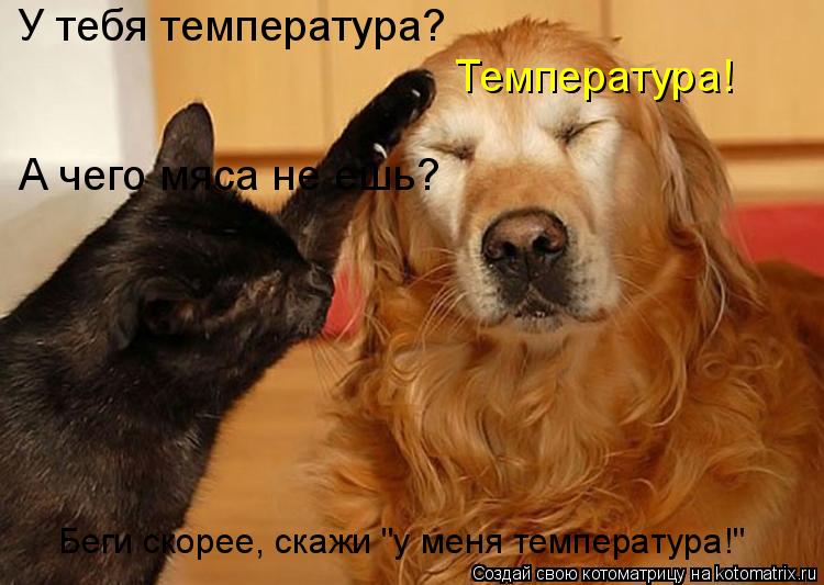 Котоматрица: У тебя температура? Температура! А чего мяса не ешь?  Беги скорее, скажи "у меня температура!"