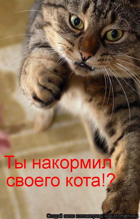 Котоматрица: Ты накормил своего кота!?