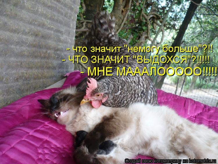 Котоматрица: - что значит "немогу больше"?!! - ЧТО ЗНАЧИТ "ВЫДОХСЯ"?!!!!! - МНЕ МАААЛООООО!!!!!!!!!!