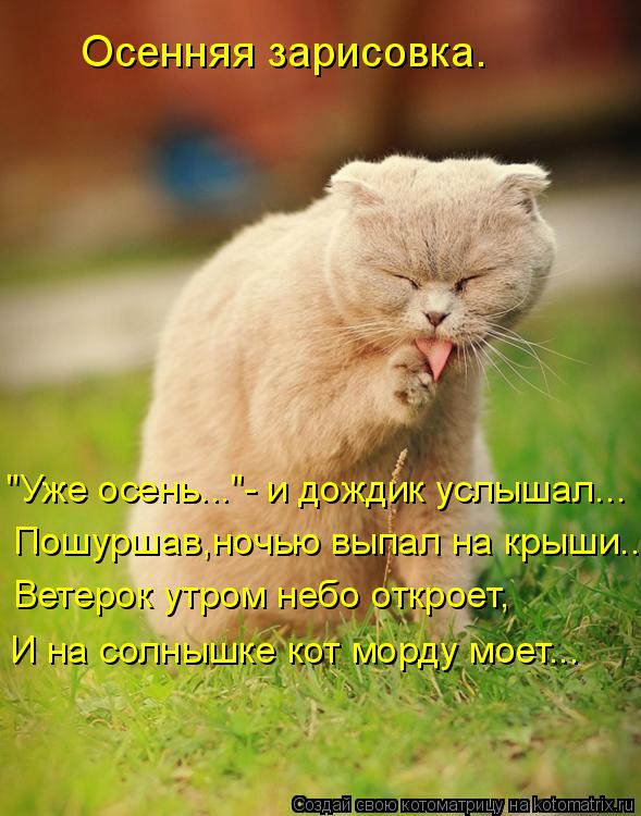 Осенняя зарисовка. "Уже осень..."- и дождик услышал... Пошуршав,ночью выпал на крыши.... Ветерок утр... Котоматрица: Осенняя зарисовка. "Уже осень..."- и дождик услышал... Пошуршав,ночью выпал на крыши.... Ветерок утром небо откроет, И на солнышке кот морду моет
