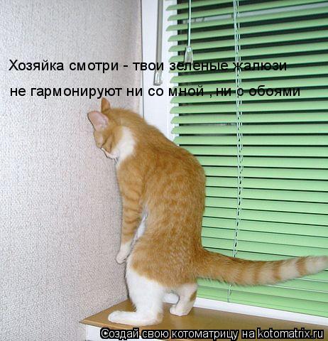 Хозяйка смотри - твои зеленые жалюзи не гармонируют ни со мной , ни с обоями... Котоматрица: Хозяйка смотри - твои зеленые жалюзи не гармонируют ни со мной , ни с обоями