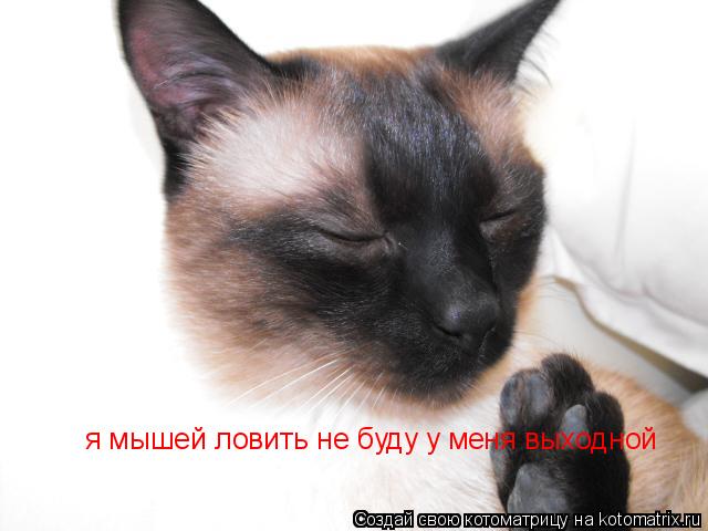 я мышей ловить не буду у меня выходной... Котоматрица: я мышей ловить не буду у меня выходной