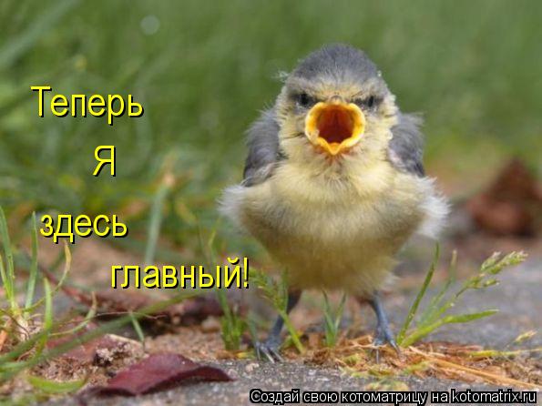 Котоматрица: Теперь Я здесь главный!