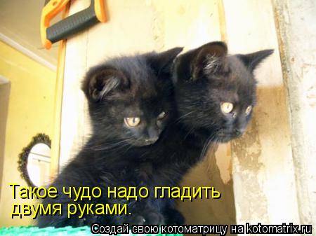 Такое чудо надо гладить двумя руками.... Котоматрица: Такое чудо надо гладить двумя руками.