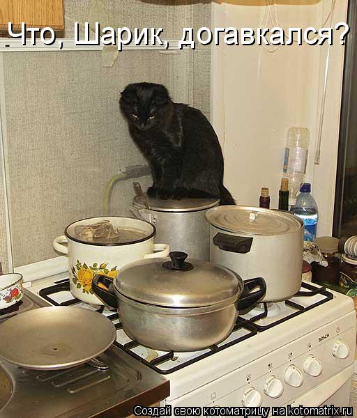 Что, Шарик, догавкался?... Котоматрица: Что, Шарик, догавкался?