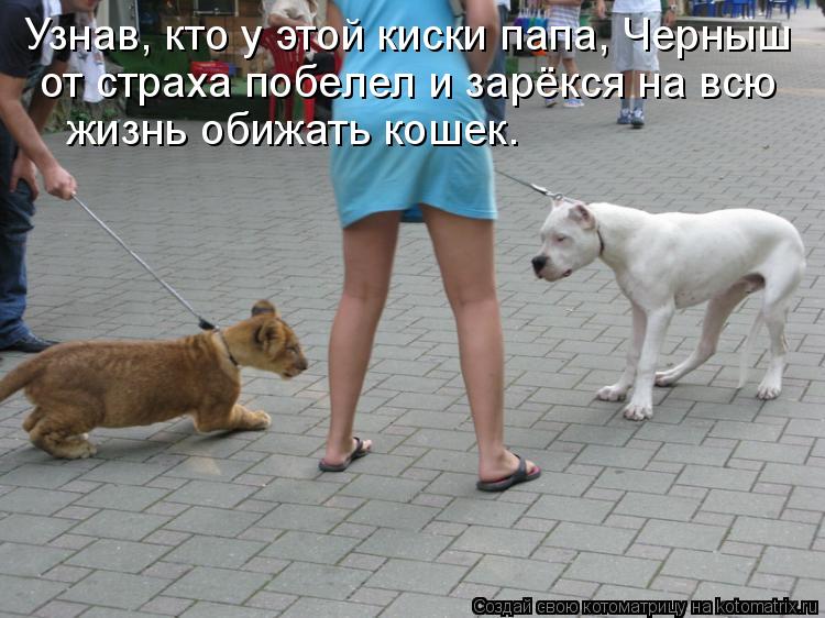 Узнав, кто у этой киски папа, Черныш от страха побелел и зарёкся на всю жизнь обижать кошек.... Котоматрица: Узнав, кто у этой киски папа, Черныш от страха побелел и зарёкся на всю жизнь обижать кошек.