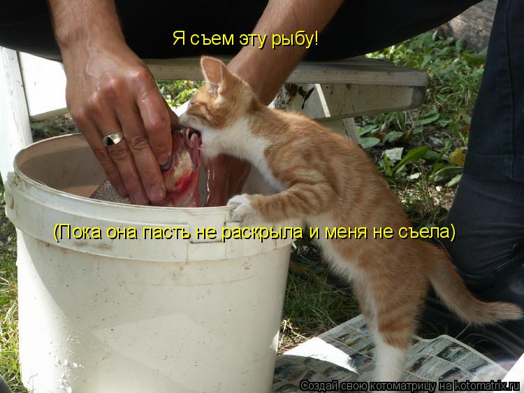 Я съем эту рыбу! (Пока она пасть не раскрыла и меня не съела)... Котоматрица: Я съем эту рыбу! (Пока она пасть не раскрыла и меня не съела)