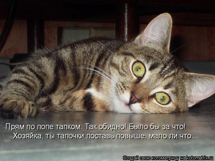 Прям по попе тапком. Так обидно! Было бы за что! Хозяйка, ты тапочки поставь повыше, мало ли что...... Котоматрица: Прям по попе тапком. Так обидно! Было бы за что! Хозяйка, ты тапочки поставь повыше, мало ли что...