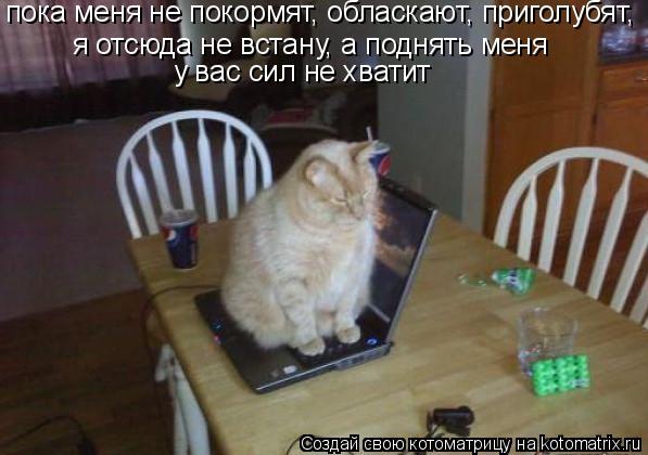 пока меня не покормят, обласкают, приголубят, я отсюда не встану, а поднять меня у вас сил не хватит... Котоматрица: пока меня не покормят, обласкают, приголубят, я отсюда не встану, а поднять меня у вас сил не хватит