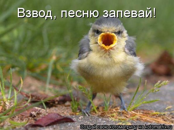 Взвод, песню запевай!... Котоматрица: Взвод, песню запевай!