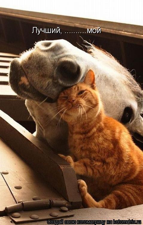 Лучший, ..........мой... Котоматрица: Лучший, ..........мой